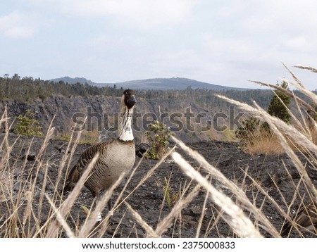 Endangered Hawaiian Nene Goose at Kilauea Volcano with Mauna Loa Volcano and crater in background