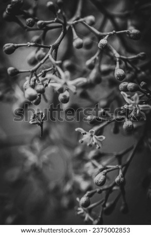 black and white macro photography of wildflowers