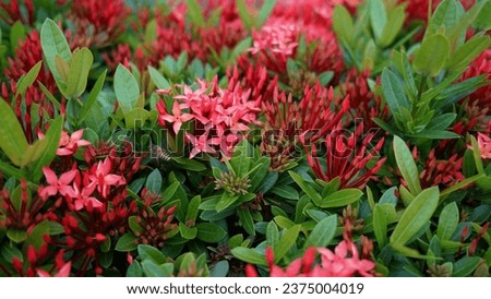 red rauwolfia flowers, bushes close-up, beautiful background Royalty-Free Stock Photo #2375004019