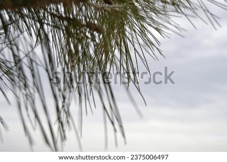 pine on a cloudy day