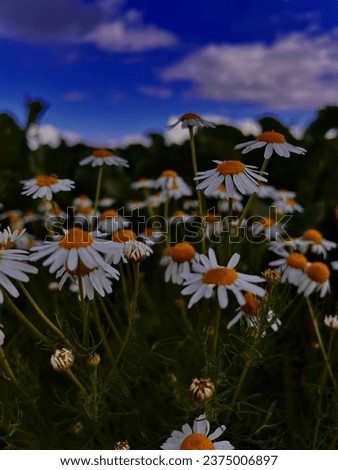 Flowers, summer , warm, art, picture, garden, yellow, white, blue, sky, clouds, green, blooming, background, daisies, field