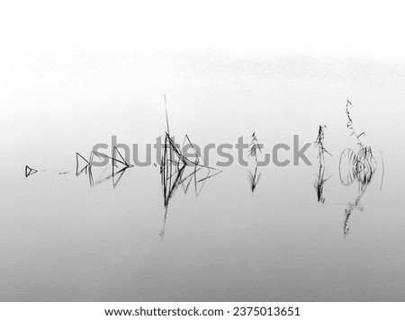 Foggy river. Chinese. Black and white. Abstract. Reflections. reed pattern. Plants.