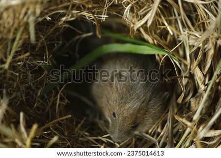 Little field mouse sitting in a nest.