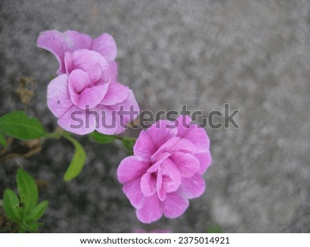macro photo with a decorative floral background of pink flowers of a herbaceous geranium plant on a gray background for design as a source for prints, posters, decor, wallpaper, advertising, interiors