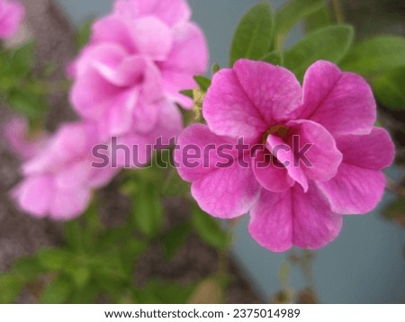 macro photo with a decorative floral background of pink flowers of a herbaceous geranium plant on a gray background for design as a source for prints, posters, decor, wallpaper, advertising, interiors