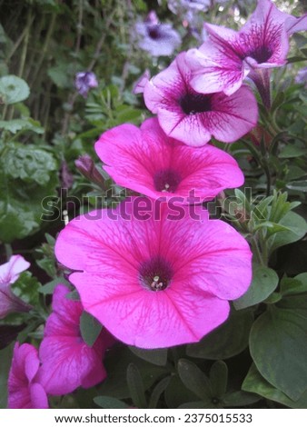macro photo with a decorative floral background of pink flowers of a herbaceous petunia plant for landscape design as a source for prints, posters, decoration, wallpaper, interiors, advertising, decor