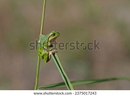 Green frog climbing on the plant in Turkey. Hyla orientalis climbing on the plant. Funny frog.