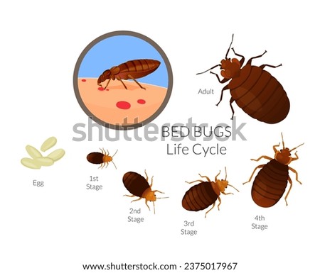 Bed Bugs - Genus Cimex - Lifecycle  - Stock Illustration  as EPS 10 File Royalty-Free Stock Photo #2375017967