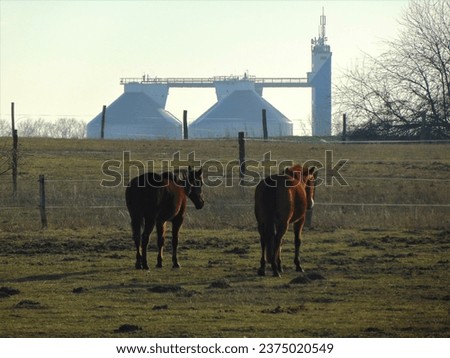macro photo with a decorative natural background with horses on a rural farm and against the background of an industrial enterprise in the suburbs of Berlin in Germany for design as a source for print
