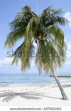 The morning view of a leaning palm tree on Grand Cayman island Seven Mile Beach (Cayman Islands).