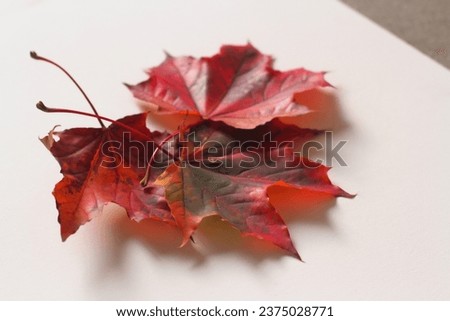 Colored maple leaves with a shadow on a white background. Three red maple leaves.