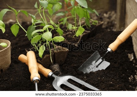 Seedlings in containers and gardening tools on ground outdoors