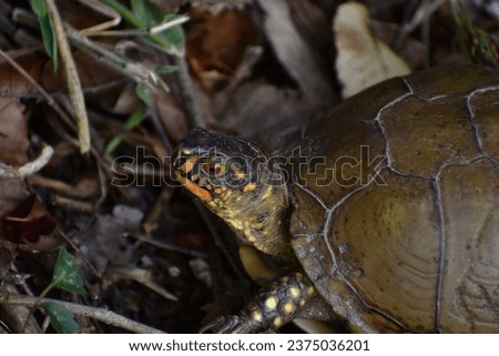 Common Box turtle in fall forest leaves