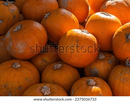 Many Orange Pumpkins in Sunlight