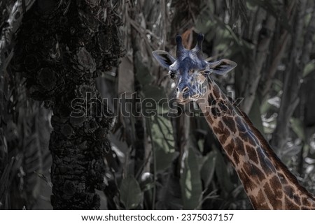 A CLOSE UP OF A YOUNG GIRAFFE WITH DARK CLEAR EYES AND A BLURRY BACKGROUND