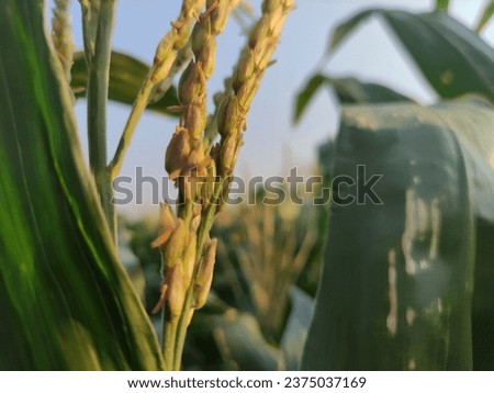 Closeup picture of corn tassel at dusk in the countryside when the sun is setting, October 15th 2023