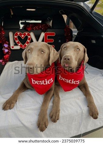 Besties on Valentine's Day ! Royalty-Free Stock Photo #2375039775