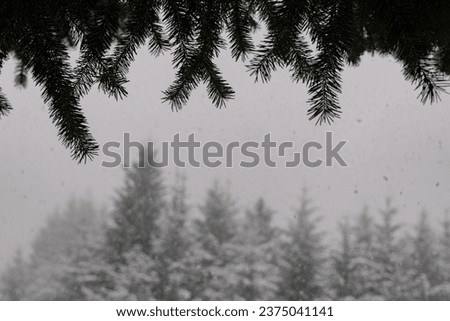 Scenery picture of snowy trees on the background and a close-up of pine brunches