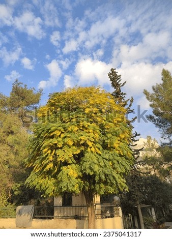 picture of a tree full of colorful leaves in summer season