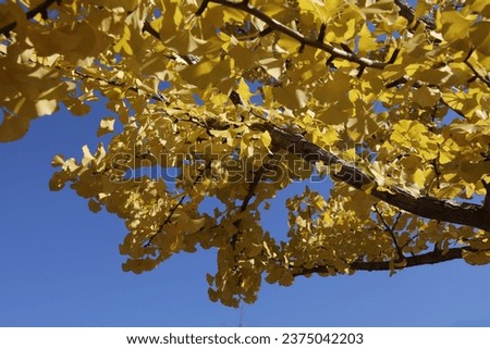 Autumn leaves under the blue sky, nature Korea