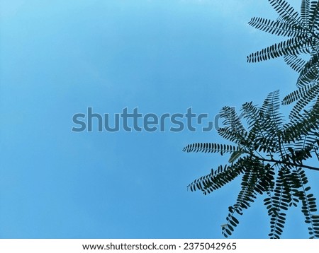 Blue sky background With a few tree leaves 