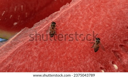 Creative layout background made of closeup picture of red watermelon with insect or bee sitting on in 