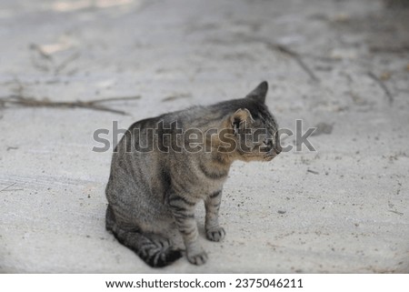 Image taken from the side of a sitting cat