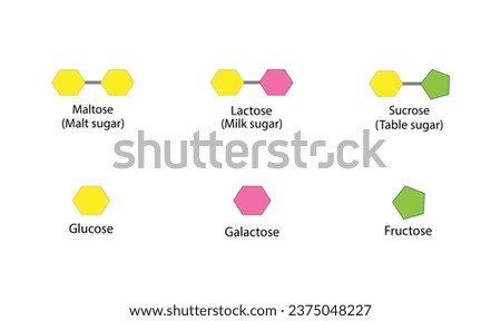 Carbohydrates Digestion. Maltase, Sucrase and Lactase Enzymes catalyze Disaccharides Maltose, Lactose and Sucrose to Monosaccharides, glucose, galactose and Fructose molecules. Vector Illustration Royalty-Free Stock Photo #2375048227