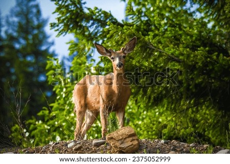 Deer are hoofed ruminant mammals forming the family Cervidae.
