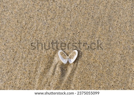 picture of an opened seashell in the sand of a beach, for backgrounds