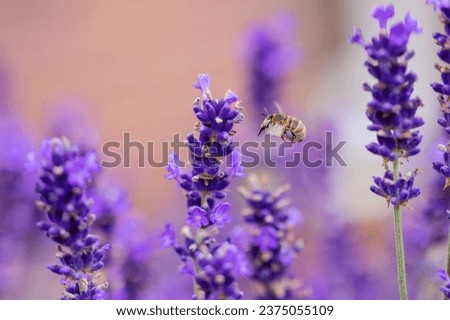 picture of a flying potter bee between lavender blossoms