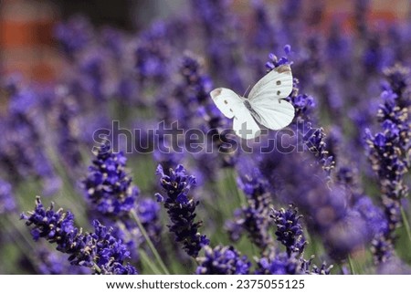 picture of a cabbage white butterfly that flies over lavender flowers