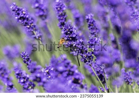 picture of a flying honey bee between lavender blossoms
