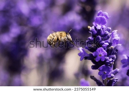 picture of a flying potter bee between lavender blossoms