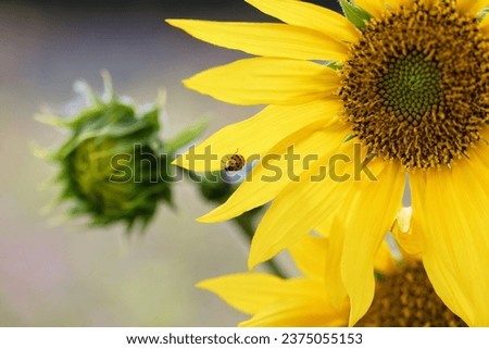 picture of a sunflower with a ladybug on a petal