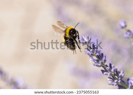 picture of a bumblebee starting to fly at a lavender flower