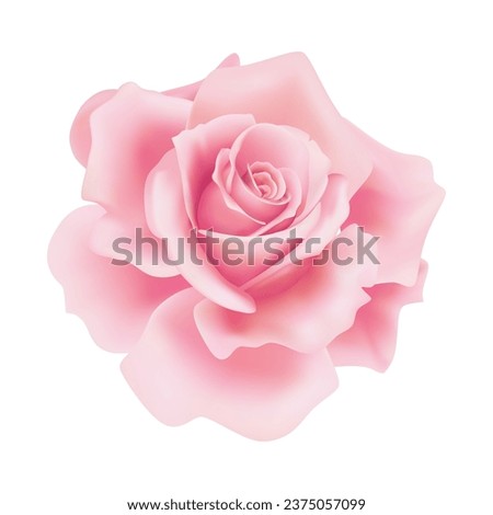 Vector pink rose flower on isolated background.