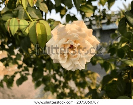 White Rose with Blurred Green Foliage Background