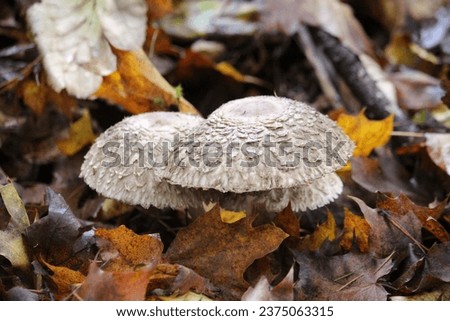 Open mushrooms in the leaf litter.