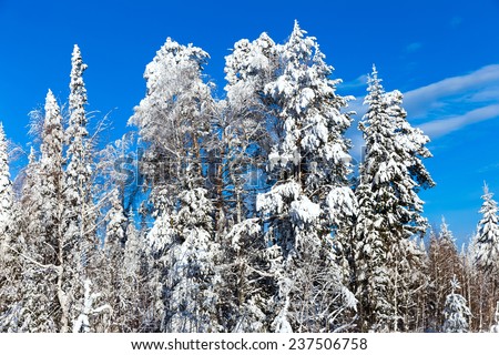 Winter forest with snow-covered trees against the blue sky