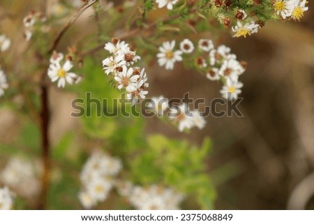 Macro photos of miniature daisy clusters. fall foliage.