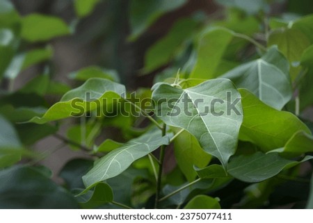 Branch with fresh leaves from a tree close up outdoor