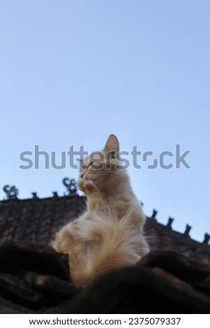 a cat on the roof tiles