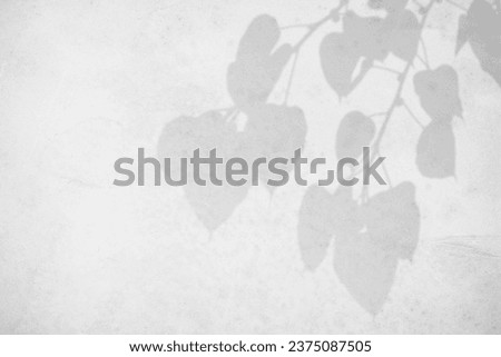 Blurred shadow from leaves plants on the white concrete wall. Transparent blurry shadow of tropical natural leaves sunlight. Minimal abstract background for product presentation. Spring and summer.