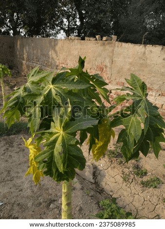 Best photo of Papaya fruit tree natural stock image
