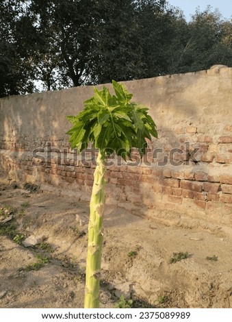 Best photo of Papaya fruit tree natural stock image