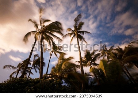 Windy palm trees in Makena Maui. Royalty-Free Stock Photo #2375094539