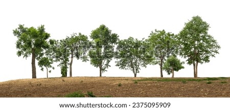 Green Trees isolated on white background.are Forest and foliage in summer for both printing and web pages with cut path and alpha channel
