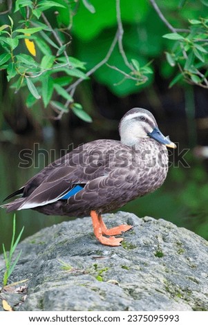 Duck resting its wings on a rock, Japan