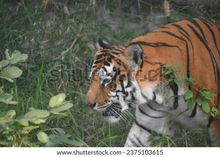 Bengal tigers ; Simple Background Images · Big Cats · Cats And Kittens · Bengal Kittens